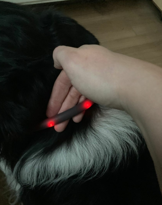 Laat je hond verlichting dragen voor veilig wandelen in het donker