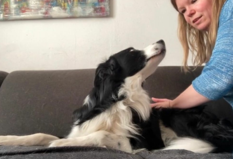 Ondersteun je hond mentaal, fysiek en emotioneel door het volgen van een cursus hondenmassage