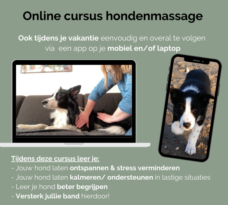 Volg de online cursus hondenmassage online op je mobiel, pc of tablet