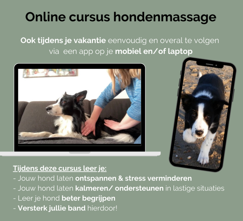 Volg de online cursus hondenmassage online op je mobiel, pc of tablet
