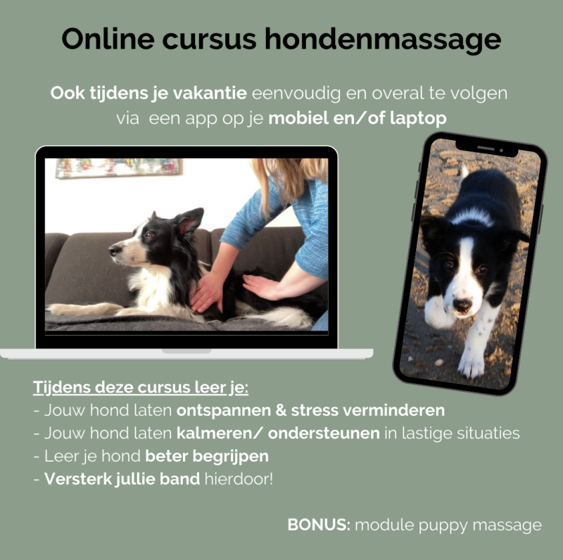 Volg de online cursus hondenmassage online op je mobiel, pc of tablet