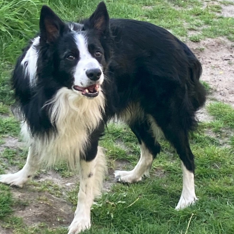 Heb plezier met wandelen met je hond met deze tips