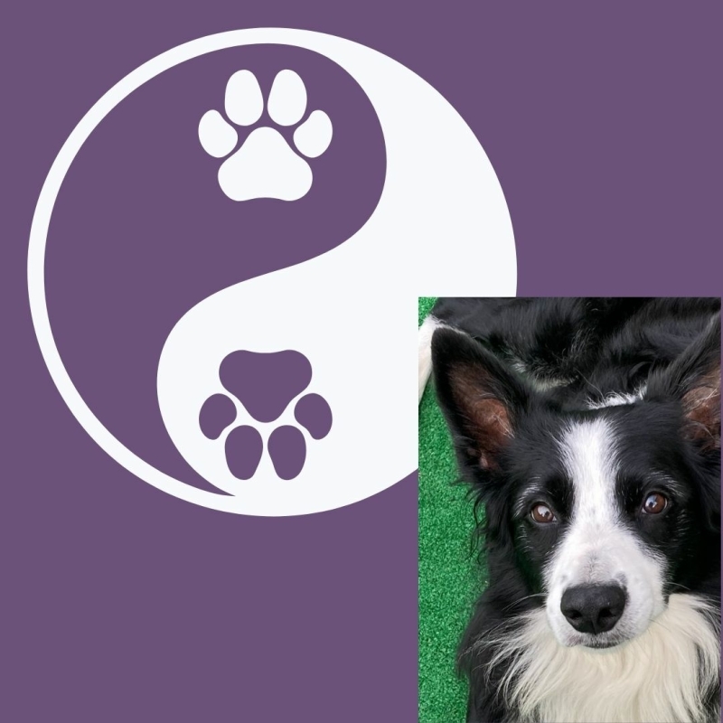 Gebruik Shiatsu of acupressuur om jouw hond te ondersteunen
