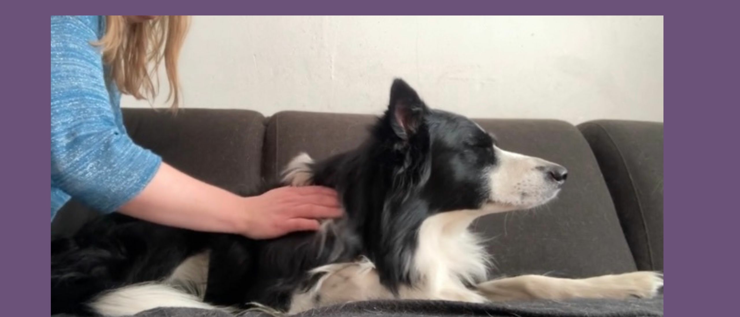 Wat is hondenmassage?