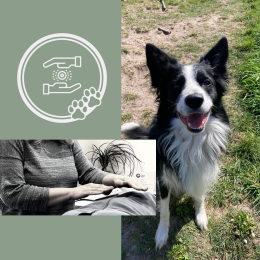 Volg de online workshop Reiki 2 voor honden