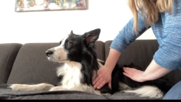Online workshop voor honden zoals hondenmassage