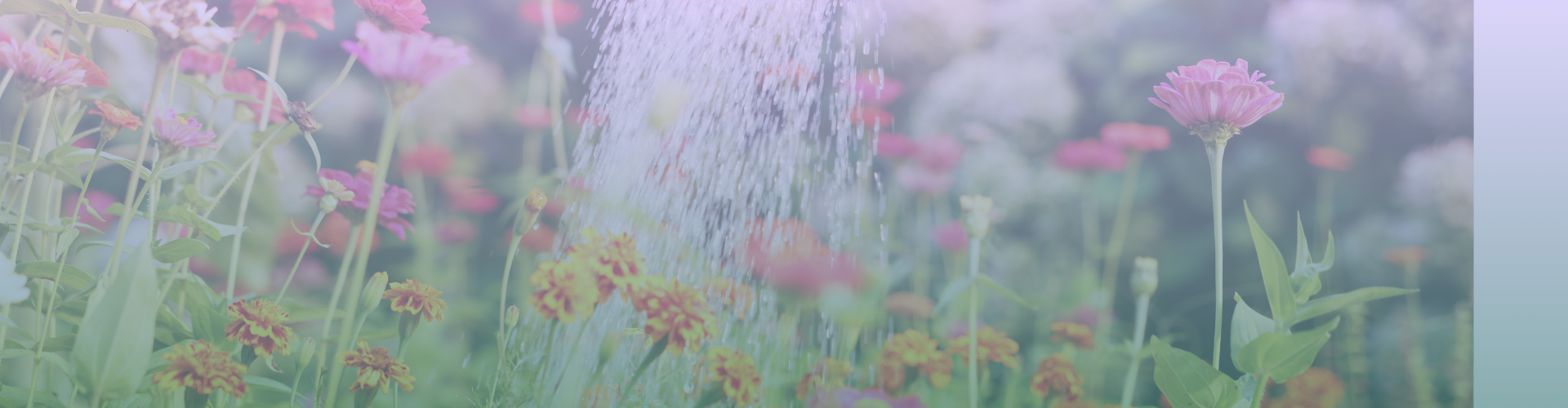 Aanpak en herstel bij overbelasting en ouderburn-out Bloemen die water krijgen als beeld voor herstel, verzorging en nieuwe groei bij overbelasting en ouderburn-out