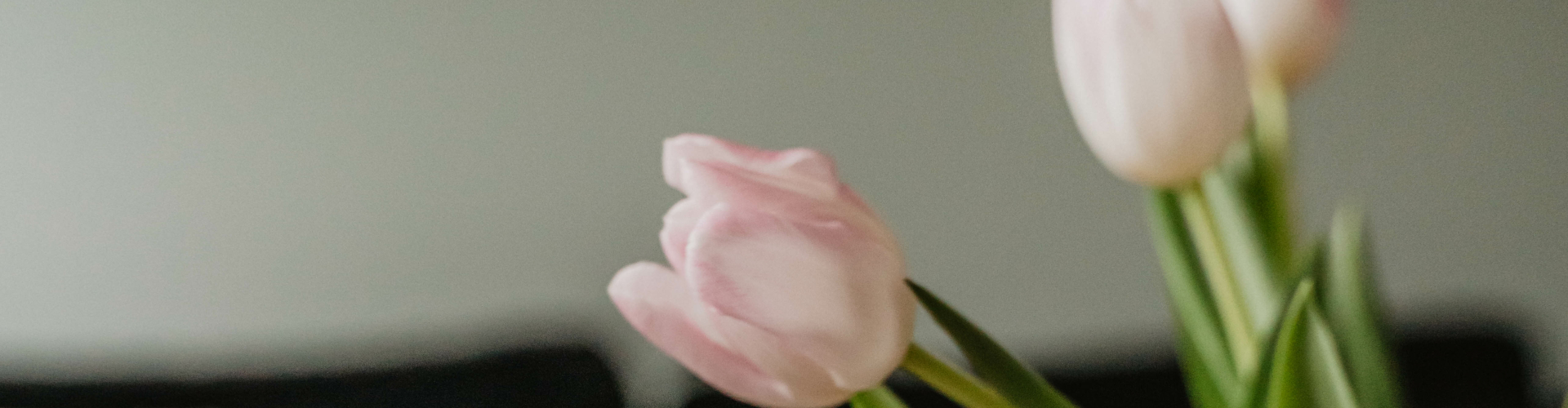Tulpen Roze
