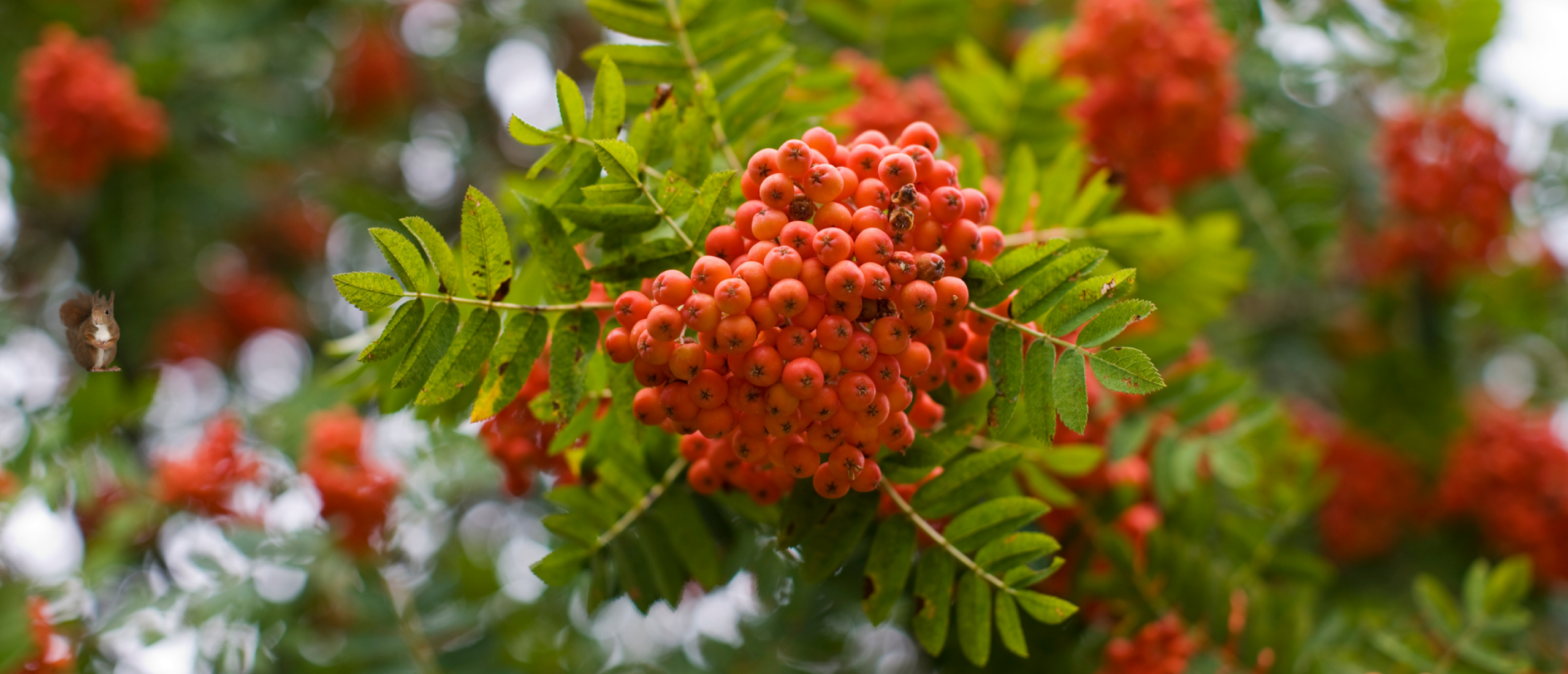 groen-geluk_lijsterbes_bomen-in-je-tuin