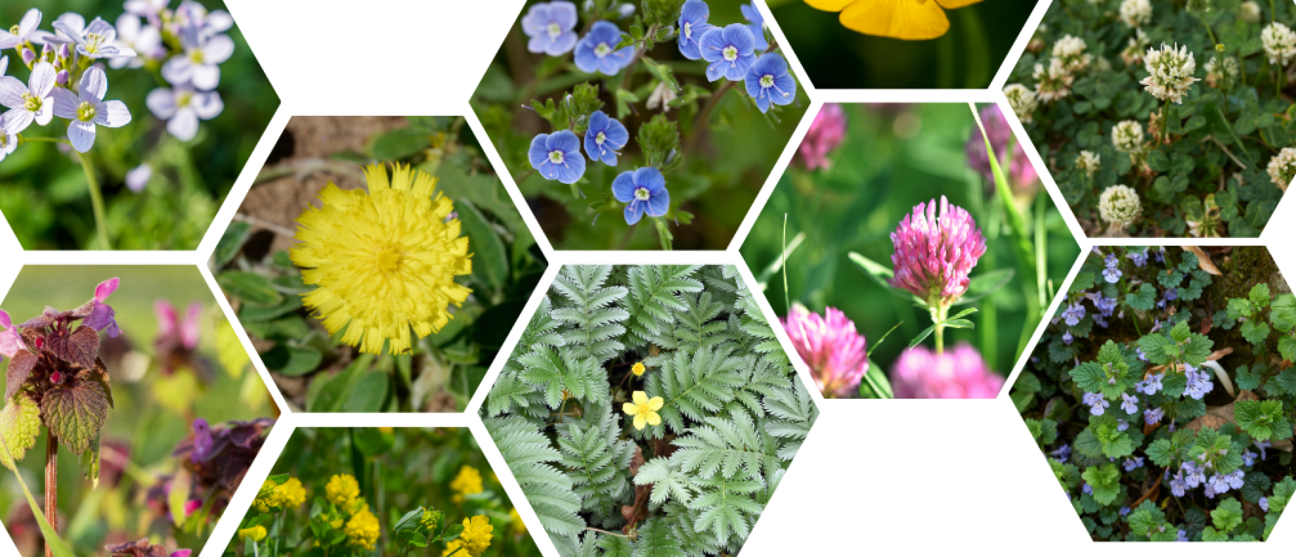 groen-geluk_natuurbouwstenen-kruidenrijk-gazon