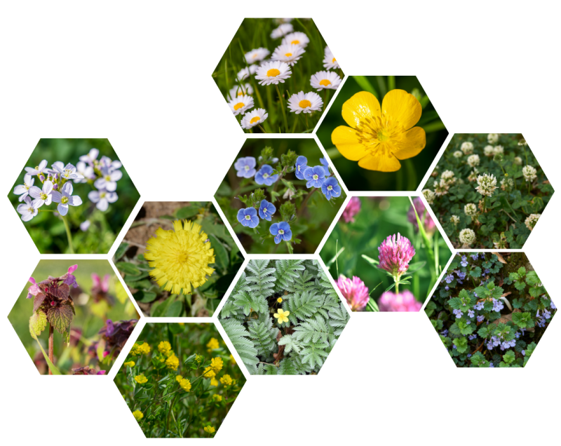 Kruidenrijk gazon met bloemen tussen het gras