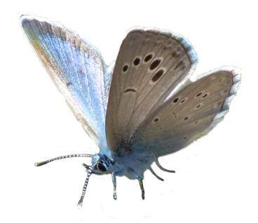 Gazon met microklaver en bloeiende kruiden