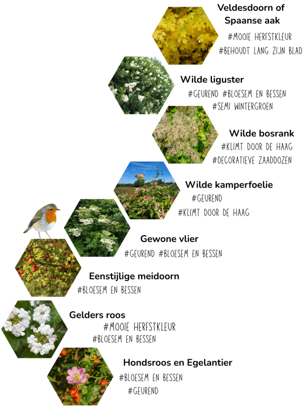 Soorten voor een vogelvriendelijke haag