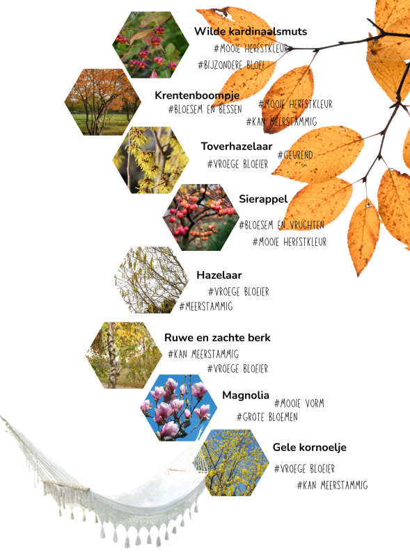 Boom die privacy en schaduw geeft in de tuin