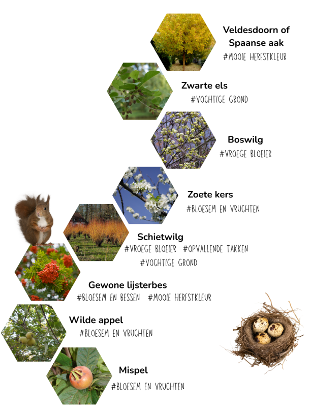 Boom in een tuin die zorgt voor schaduw, sfeer en structuur