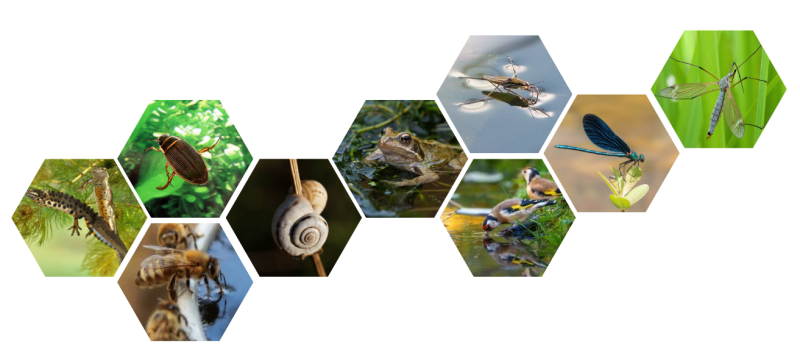 Natuurlijke vijver in je tuin