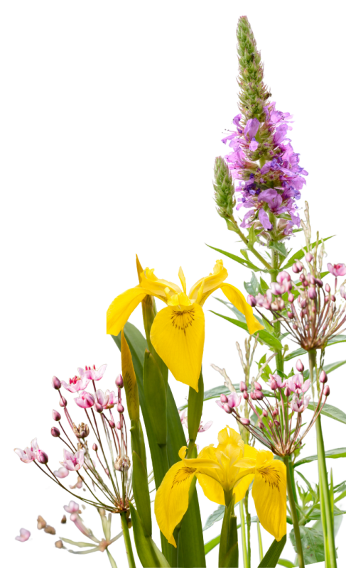 Planten voor in de natuurlijke vijver