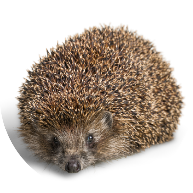 Natuurlijke tuinafscheiding met takkenril of stapelmuur