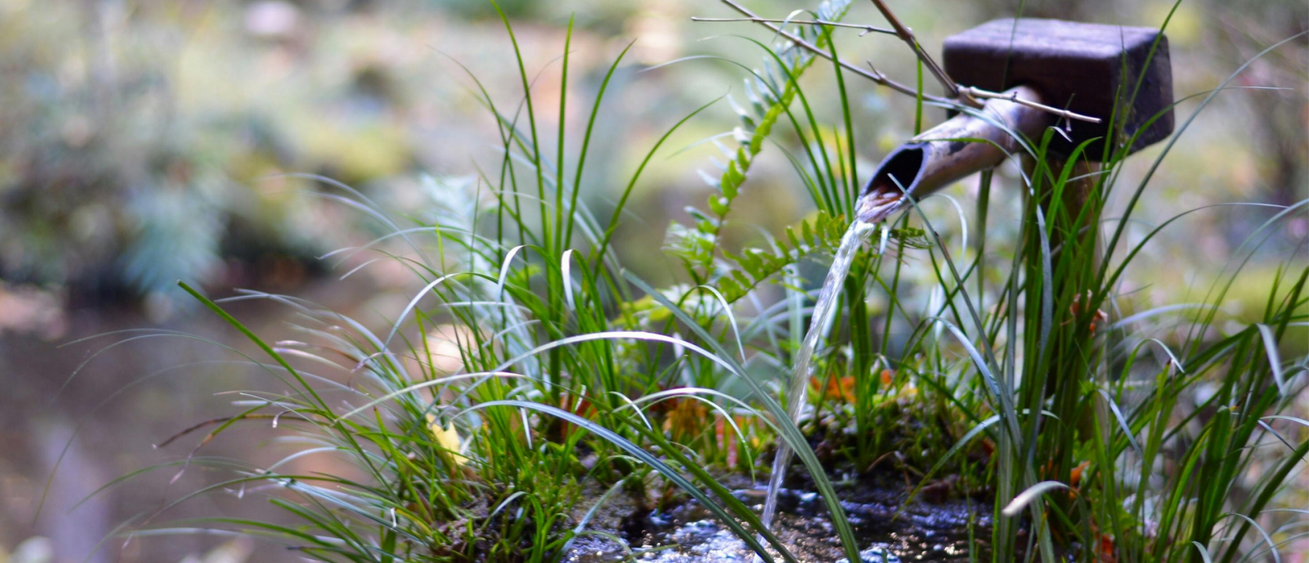 groen-geluk_natuurlijke-vijver_water
