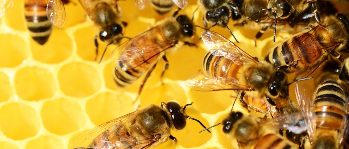 Propolis