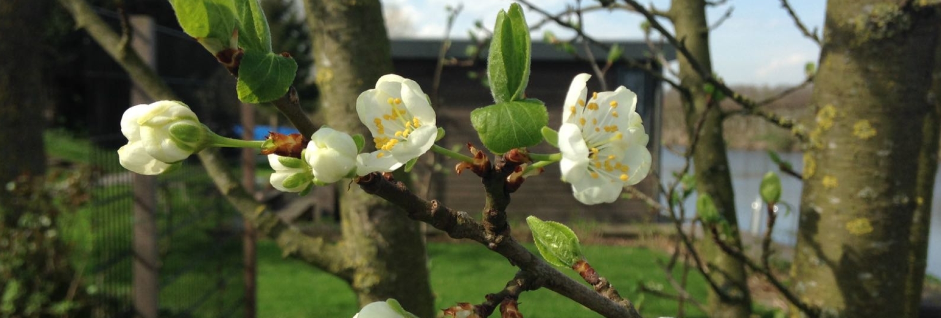 bloesem natuur aan de linge