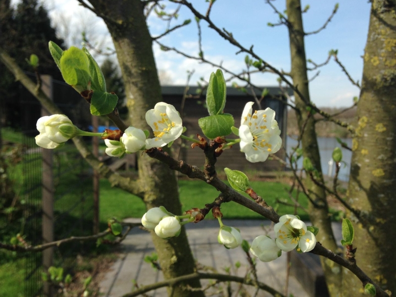 bloesem natuur aan de linge