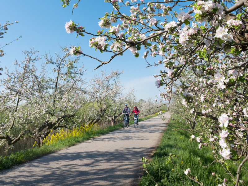 fietsen bloesemroute linge