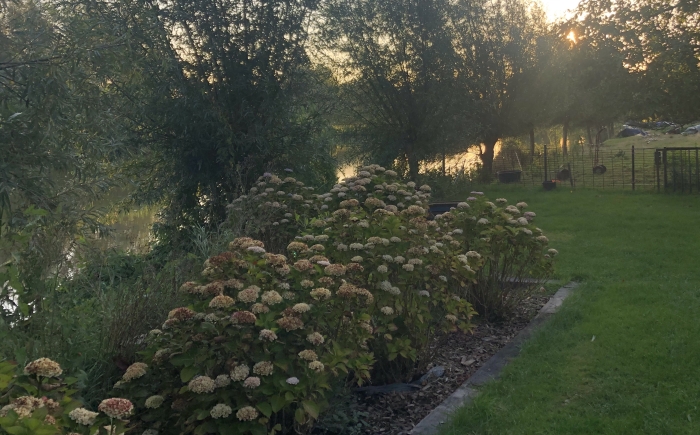 hortensia op de linge