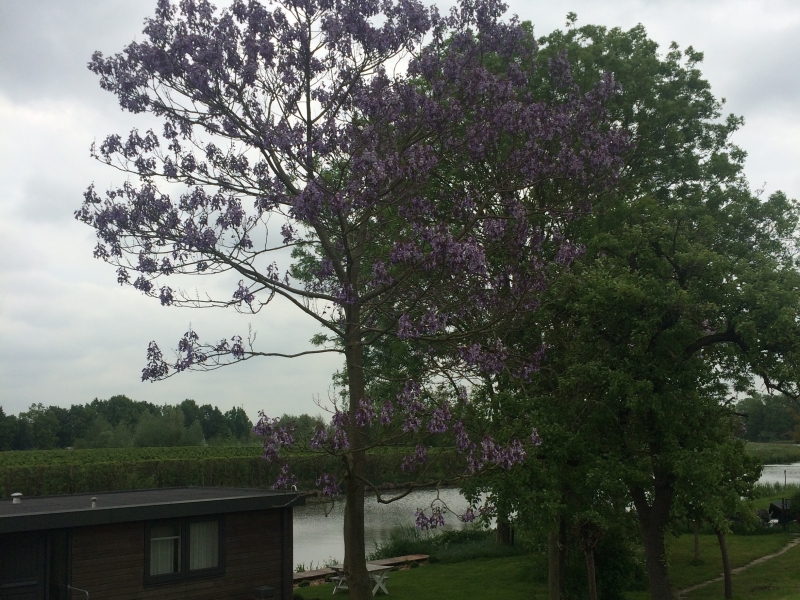 jacaranda boom in bloei op de linge