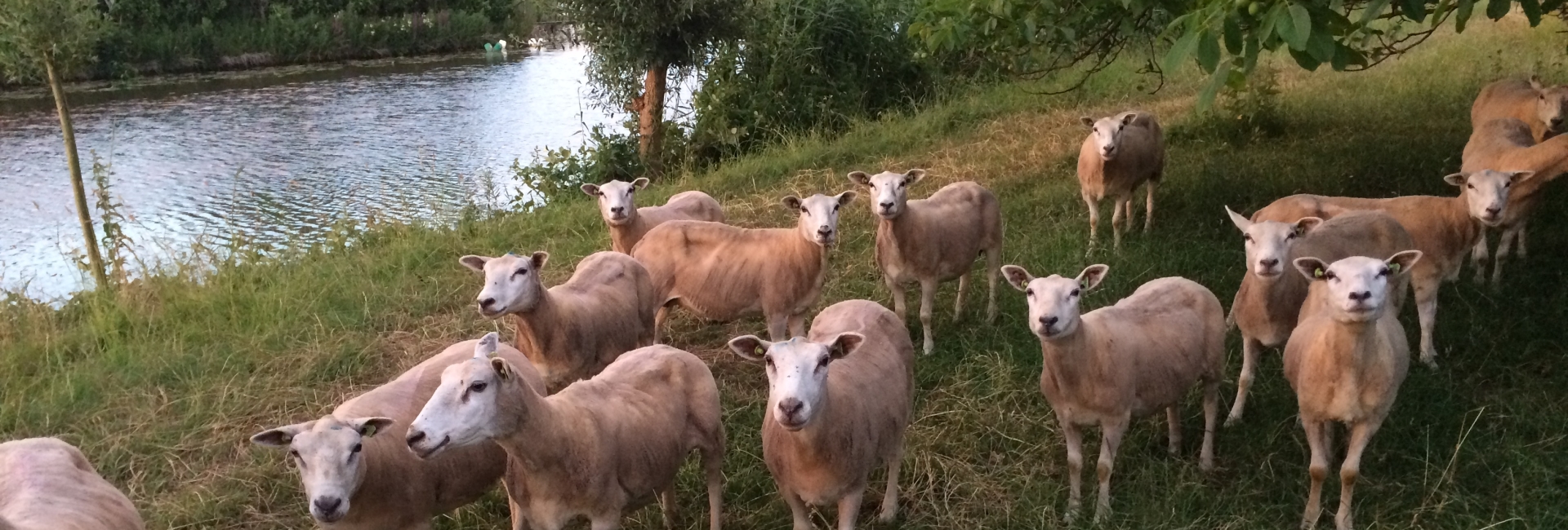 lammetjes op de linge