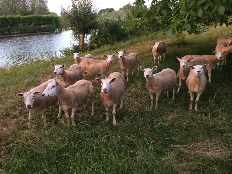 lammetjes op de linge