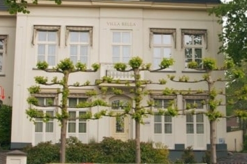 Optimum Beauty Oosterbeek