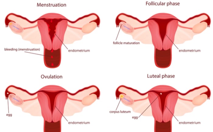 wat is menstruatie