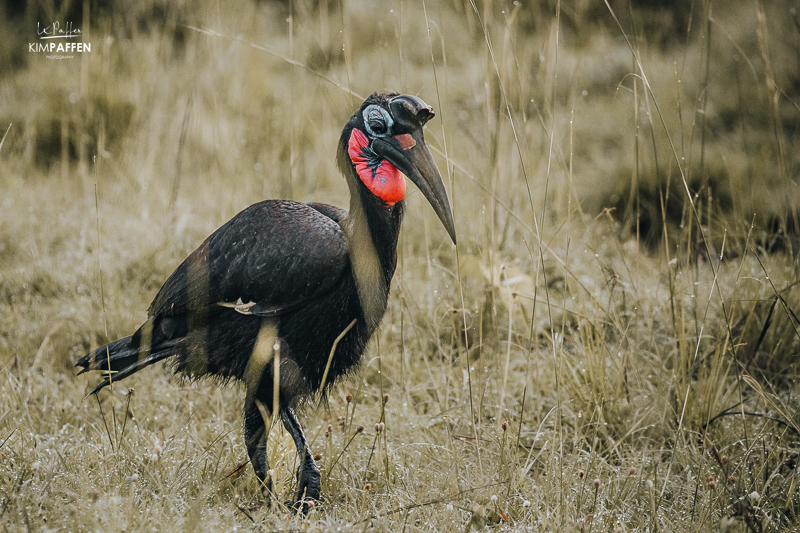 Birdwatching Murchison Falls National Park