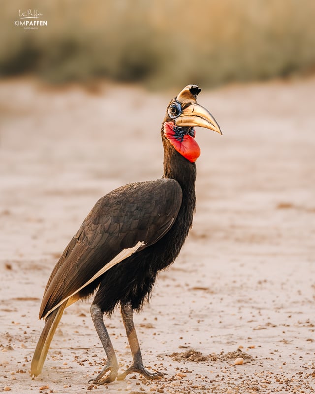 Abyssinian Ground hornbill Murchison Falls Uganda