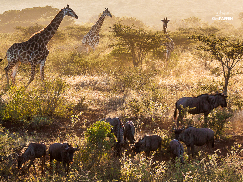 Golden Hour on Safari in Africa is perfect for photography
