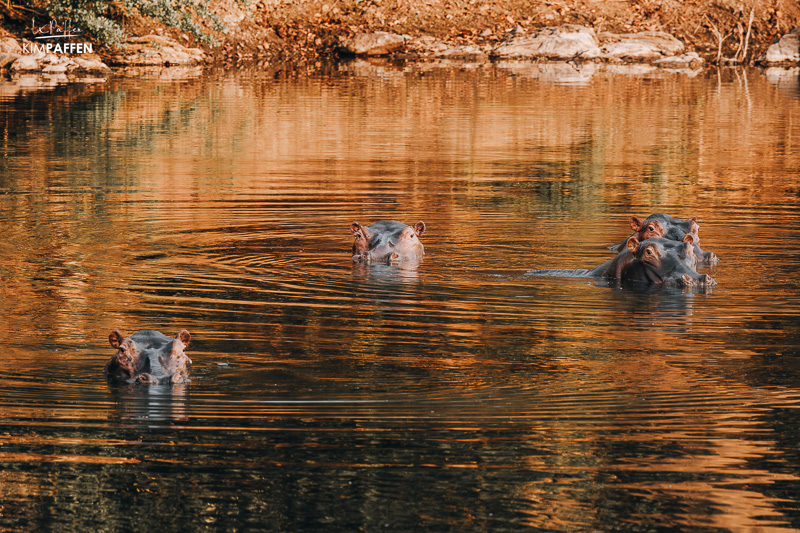 Hippo reintroduction by African Parks Network Malawi