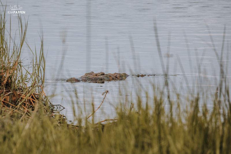 Crocodiles Akagera National Park Rwanda