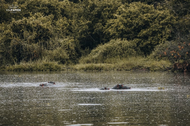 Hippos Akagera National Park