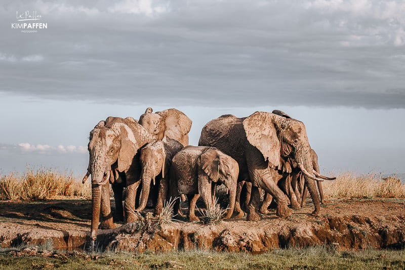 amboseli Kenya