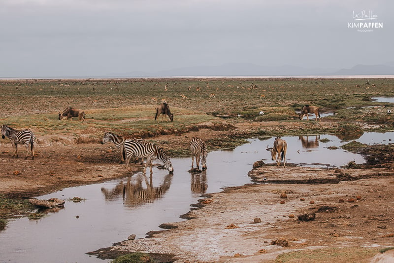 Amboseli Park