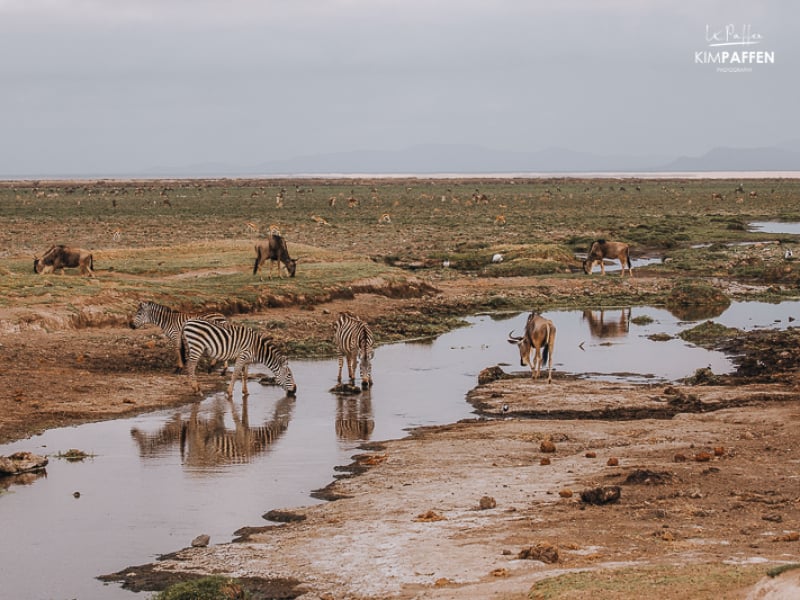 Amboseli Park