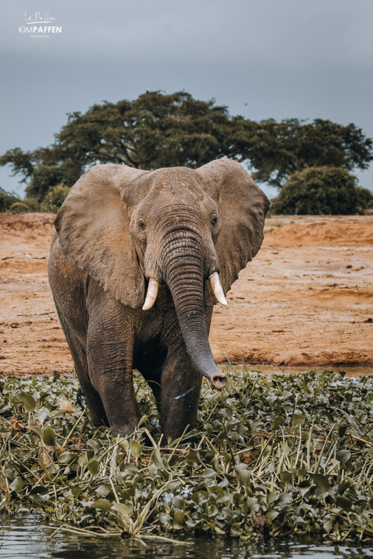 Elephants are on of the animal species you can find in Queen Elizabeth NP Uganda