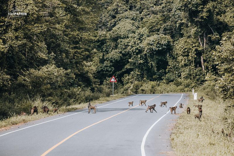 Nature Walk Murchison Falls Uganda