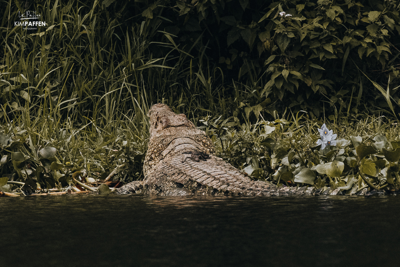 Baby crocodile on Murchison Falls Boat Cruise