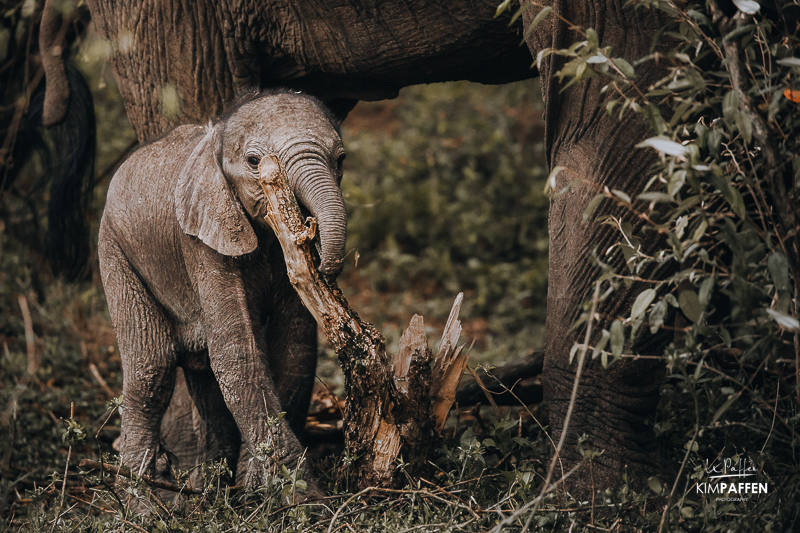 Baby Elephant in Enonkishu Conservancy