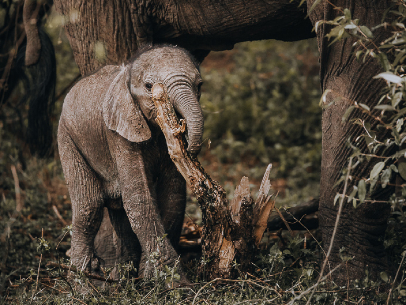 Baby Elephant in Enonkishu Conservancy