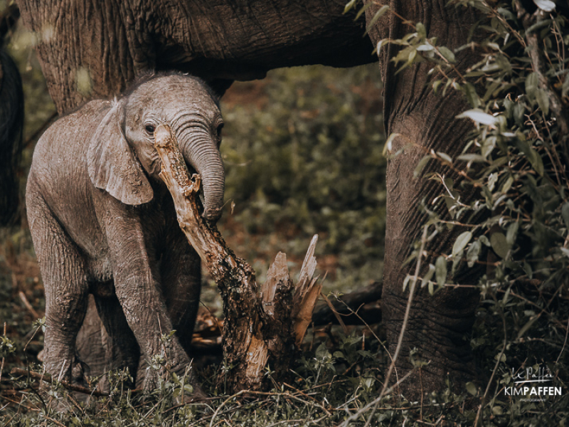 Baby Elephant in Enonkishu Conservancy