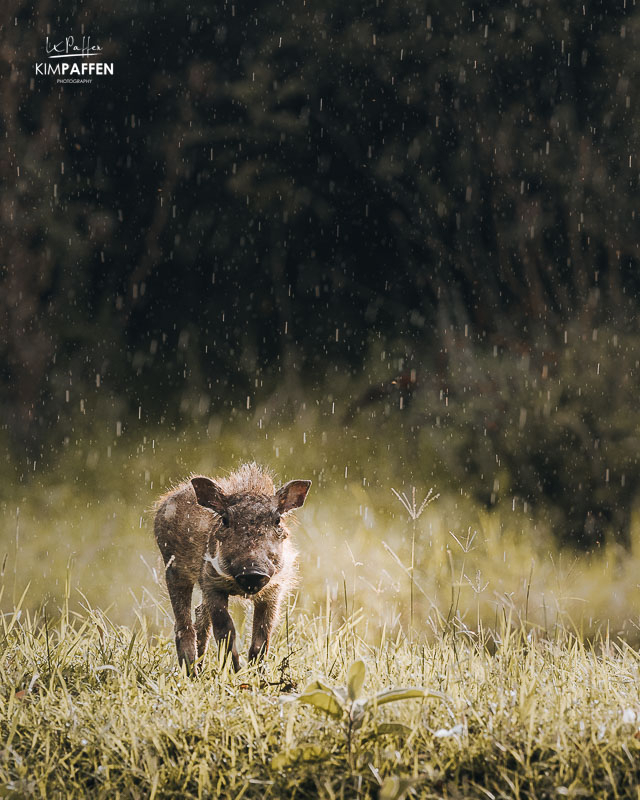 Baby Warthog in the Rain at the Mara Training Center Kenya