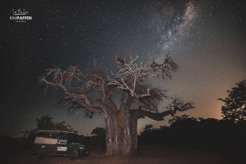 Baobabs in Mapesu Game Reserve in North Limpopo